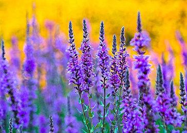 《心灵杀手2》开发者：XSS GPU和内存是个问题